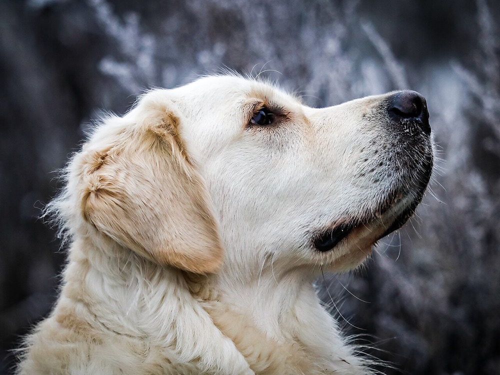 Golden retriever sobre um campo de cor
