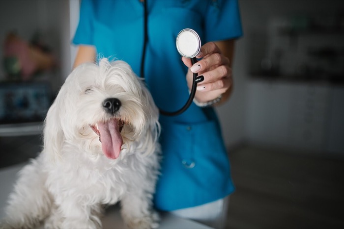 Veterinária com cão dentro de uma forma orgânica
